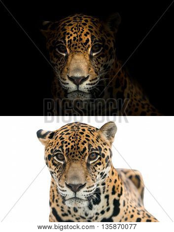 Jaguar On Black And White Background
