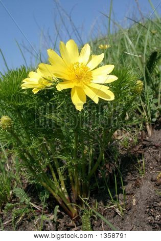  Die Gelbe Adonis