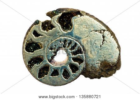 Ammonite pyrite substituted. Isolated on white background