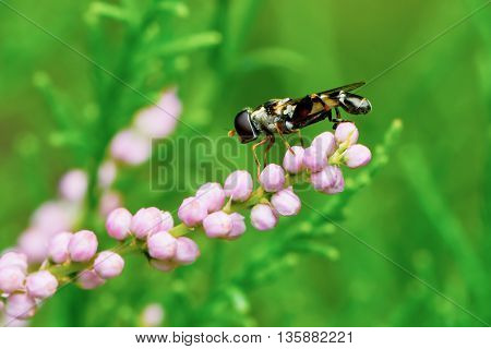Fly hoverflies on flowering tamarisk in the summer garden