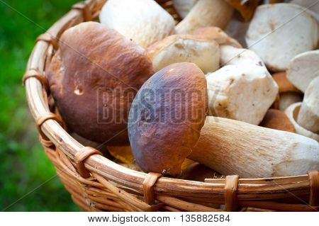 porcini mushrooms in a basket. close up