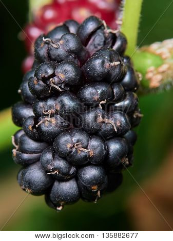 Ripe mulberry on a tree in the garden