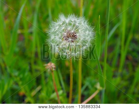 The fruits of the dandelion in Yakutia