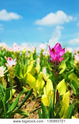 Colorful blooming Siam Tulip flowers in a garden.