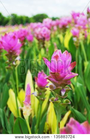 Colorful blooming Siam Tulip flowers in a garden.