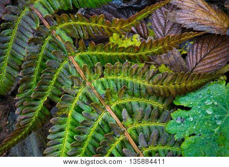 Autumn background consisting of leaves of a plant. Polypodiophyta