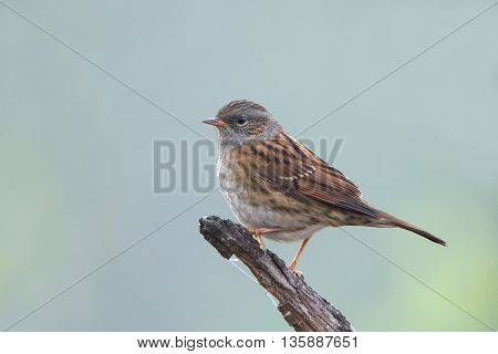 Small songbird Dunnock (Prunella modularis) on a stump. Blurred homogeneous background