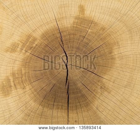 Large picture of a tree trunk cross section