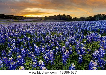 Beautiful Bluebonnets field at sunset near Austin Texas in spring.