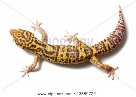 Leopard Gecko Male