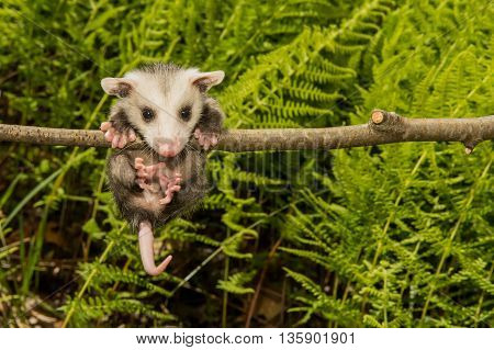 A baby opossum hanging from a branch in the woods.