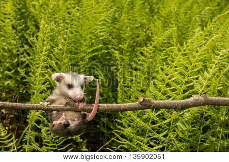 A baby opossum hanging from a branch in the woods.