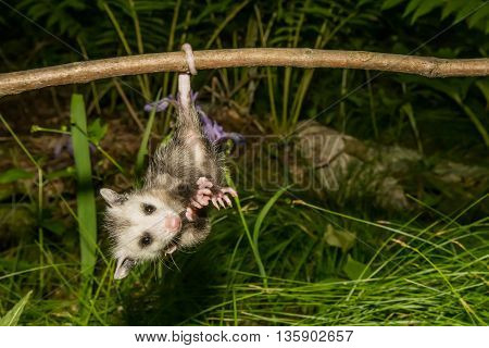 A baby opossum hanging from his tail on a branch.