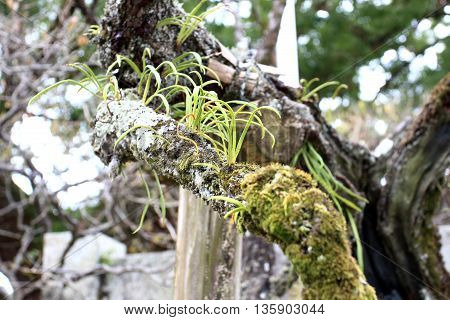 Kangaroo Fern and White Coral Fungi with moss