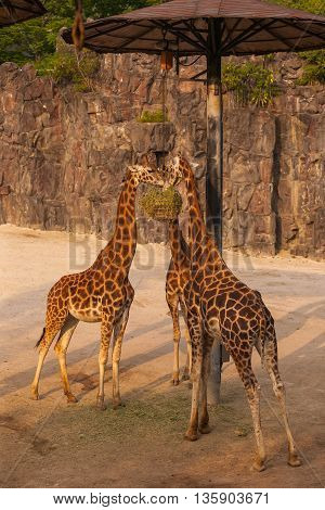 Three hungry giraffes eating their lunch in zoo
