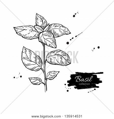 Basil vector drawing. Isolated Basil plant with leaves. Herbal engraved style illustration. Detailed organic product sketch. Cooking spicy ingredient