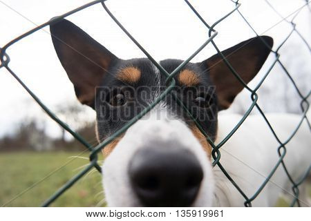 Funny clever Jack Russell Terrier Head close up