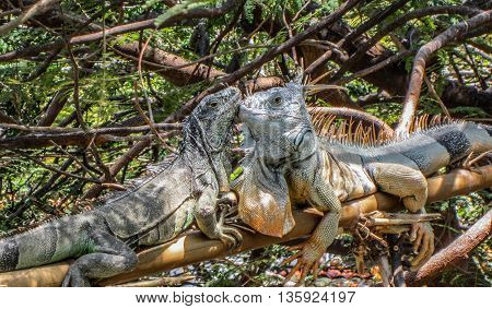 Mother and baby iguanas kissing on tree branch in jungle.