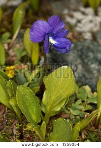  Viola Altaica