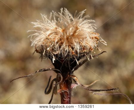  Sausurea Alpina