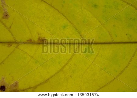 golden yellow leaf texture pattern autumn fall grunge vintage herbarium abstract background large detailed horizontal grungy textured vivid copy space macro closeup