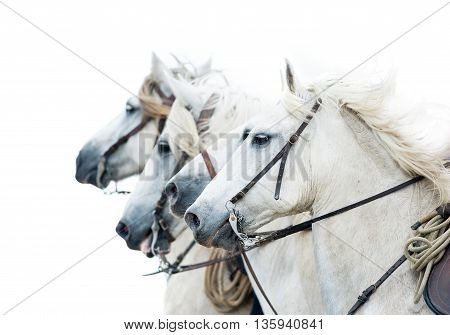 camargue white horses isolated on white portrait