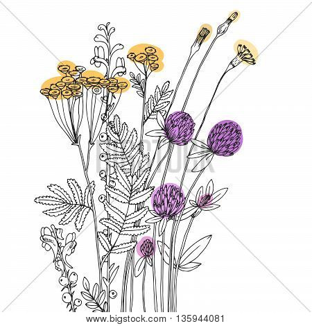 Vector sketch of the wildflowers on a white background.