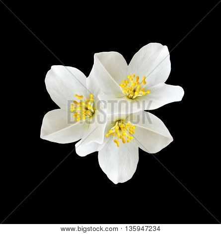 White jasmine flower. branch of jasmine flowers isolated on black background.