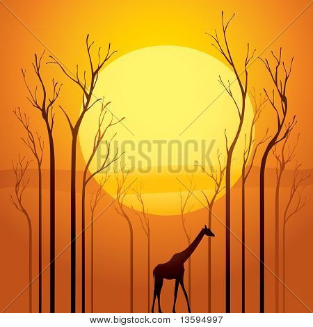 Alberi secchi nel tramonto