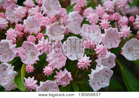 Mountain laurel in full bloom along the trail in north Carolina