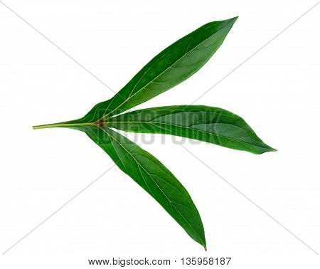 Botanical peony leaf isolated on white background