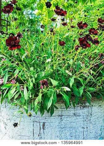 Chocolate Cosmos flowers in sunlight. These flowers have a distinctive fragrance of dark chocolate.
