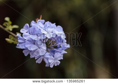 Blue flowers of Petrea volubilis, also called the sandpaper vine, which is an evergreen flowering vine native to Mexico and Central America.