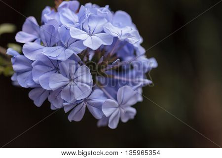 Blue flowers of Petrea volubilis, also called the sandpaper vine, which is an evergreen flowering vine native to Mexico and Central America.