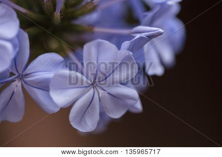 Blue flowers of Petrea volubilis, also called the sandpaper vine, which is an evergreen flowering vine native to Mexico and Central America.