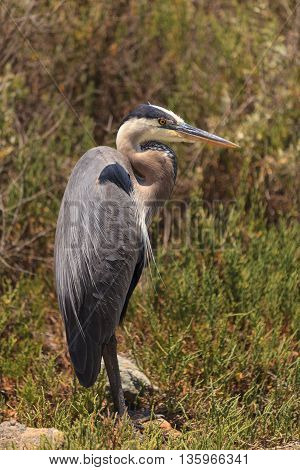 Great blue heron bird, Ardea herodias, in the wild, foraging in a lake in Huntington Beach, California, United States