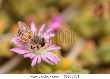 Honeybee Apis mellifera gathers nectar from an ice plant succulent flower along the ground in spring.
