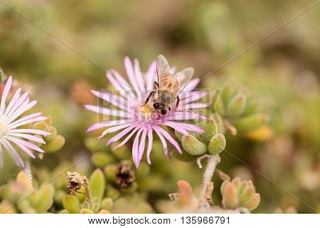 Honeybee Apis mellifera gathers nectar from an ice plant succulent flower along the ground in spring.
