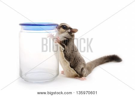 Sugarglider finding something from glass bottle on white background.