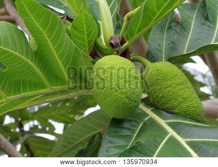 breadfruit : the large round starchy fruit of a tropical tree which is used as a vegetable and sometimes to make a substitute for flour.