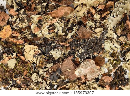 Black stone flower or kalpasi, parmotrema perlatum. It is used as spice in India. Background texture