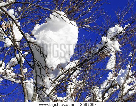Sneeuw op de takken. Slovenië