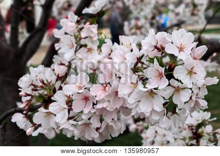 Cherry blossoms in Washington DC during peak season.