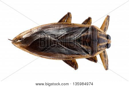 Closeup giant water bug on white background