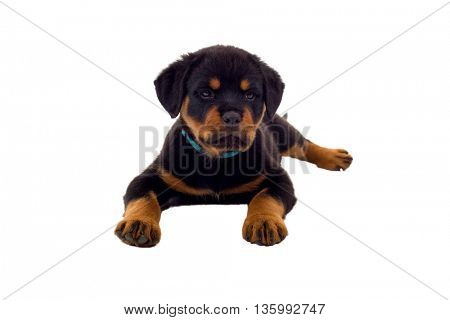 Little Rottweiler puppy dog, isolated on white background