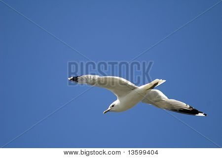 Mouette en vol sur un ciel bleu