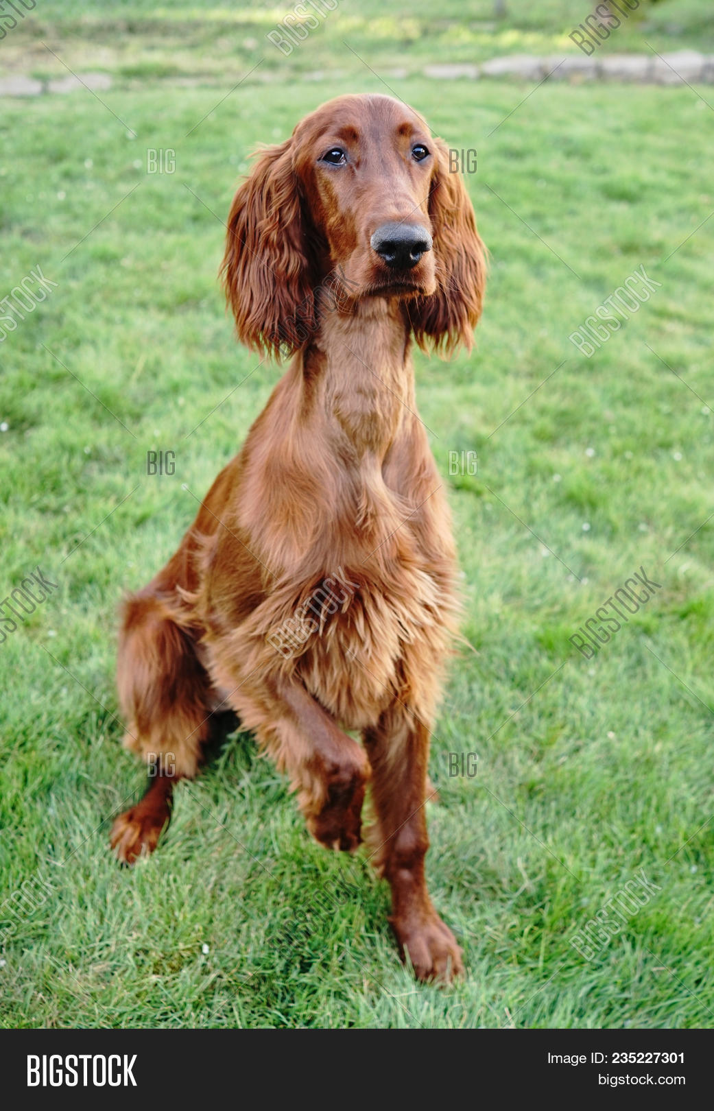 Young Irish Setter Image & Photo (Free Trial) | Bigstock