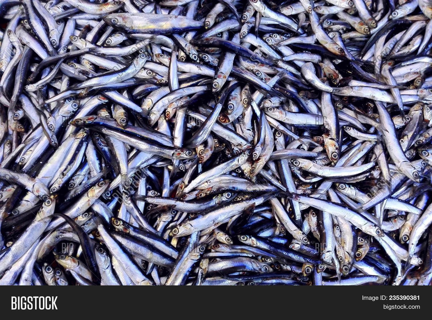 Fish Anchovy Image & Photo (Free Trial) Bigstock
