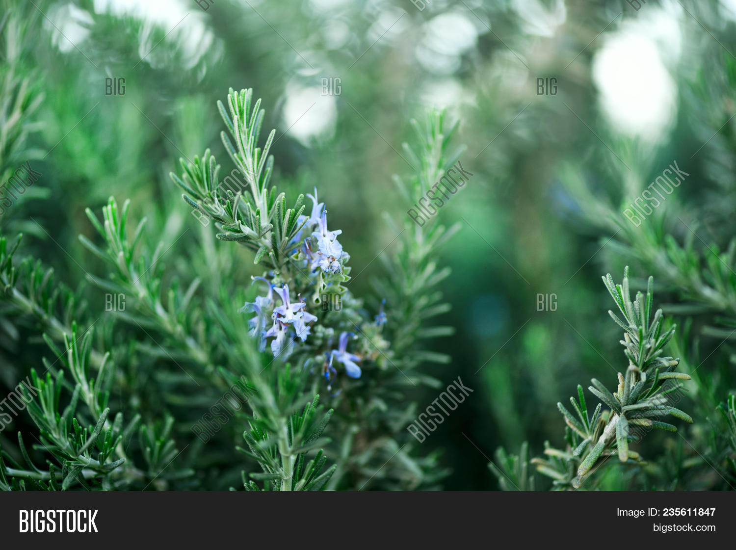 Розмарин officinalis. Розмарин 6. Розмарин лекарственный пряности. Розмарин цветы. Розмарин крымский.