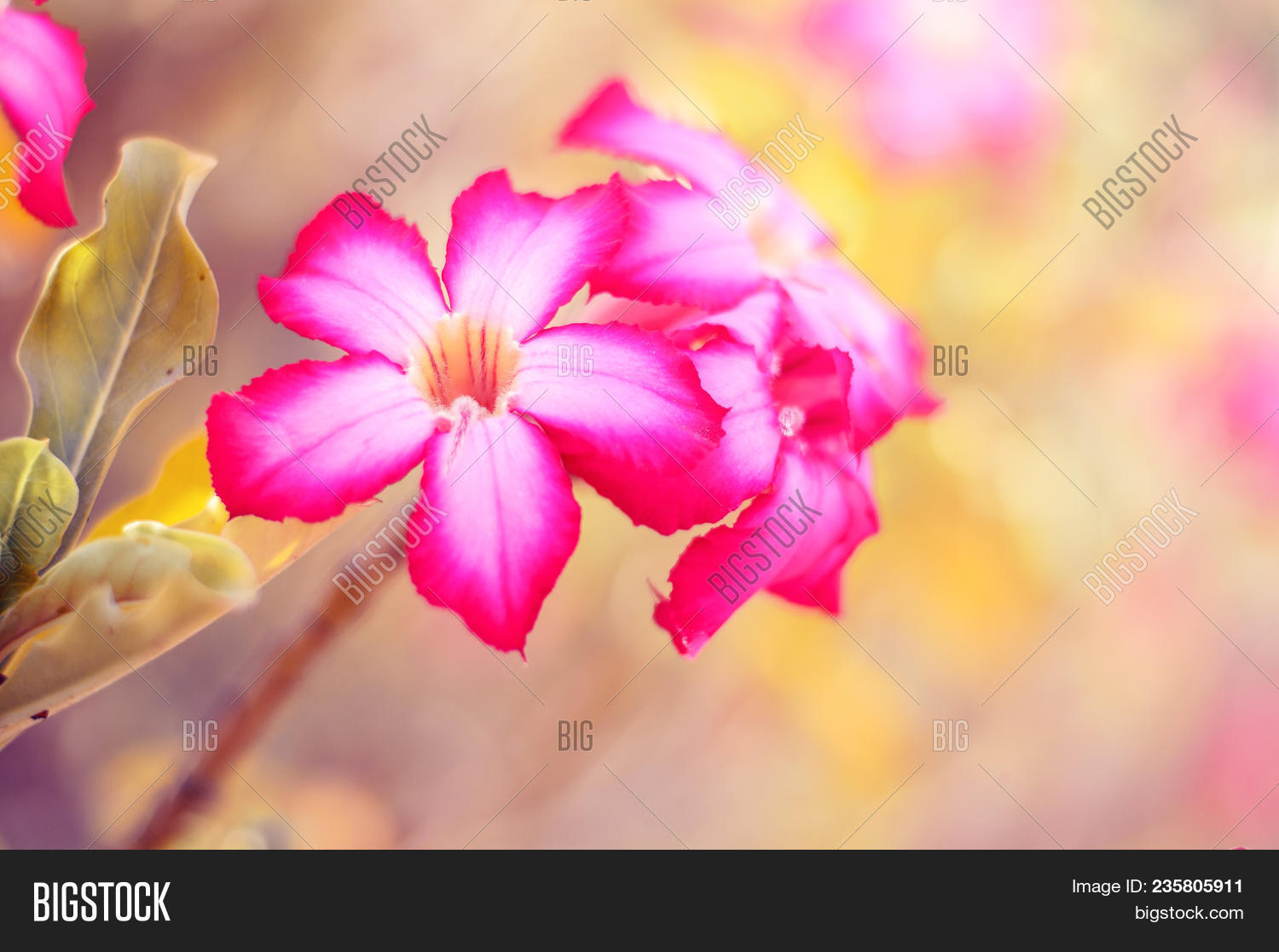 Adenium Flower Called Image & Photo (Free Trial) | Bigstock